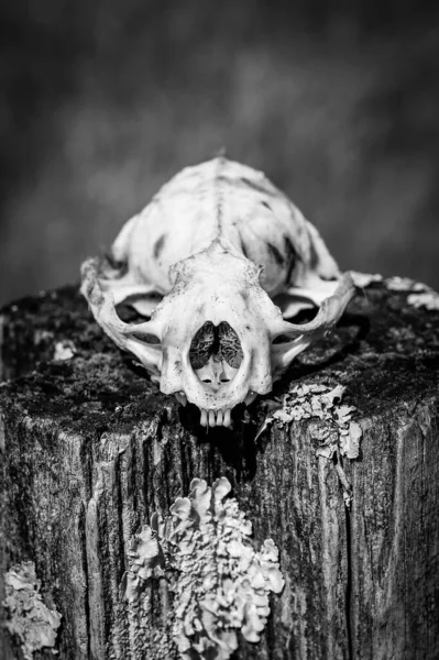 Egy Függőleges Szürkeárnyalatú Lövés Egy Állati Koponyáról — Stock Fotó
