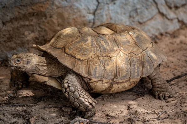 Closeup African Spurred Tortoise Standing Soild Ground — Stock Photo, Image