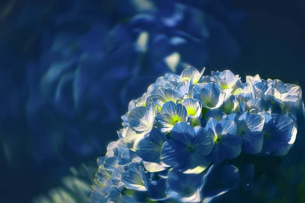 Primer Plano Hermosas Flores Azules Hortensias Sobre Fondo Borroso —  Fotos de Stock