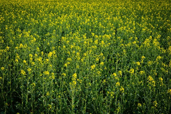 黄色い菜の花畑 春の農業 ドイツの田舎 耕作農地の風景 — ストック写真