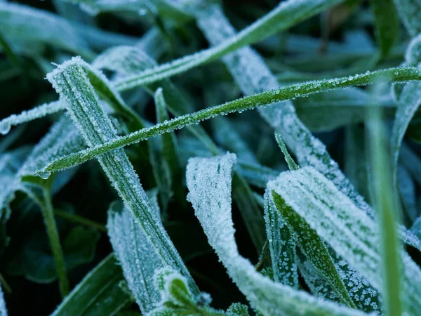 Tiro Close Algumas Plantas Cobertas Geada Durante Inverno — Fotografia de Stock