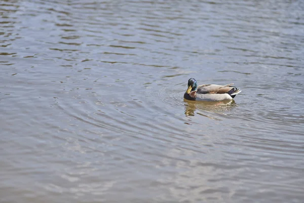 一只野鸭在湖中游泳的特写镜头 — 图库照片