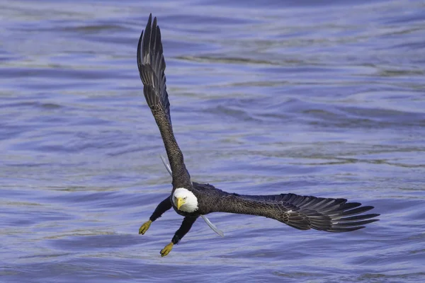 青い海の上を飛んで魚を捕まえようとするオオワシ — ストック写真