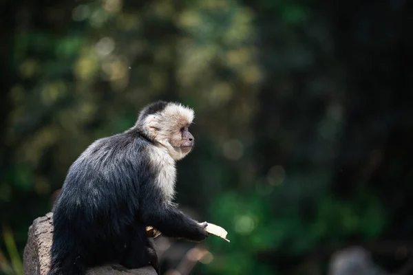 Close Macaco Prego Uma Floresta — Fotografia de Stock