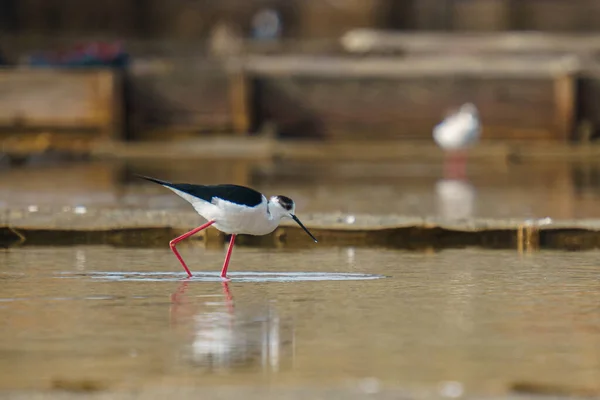 Vacker Svart Och Vit Stilt Walker Fågel Dricka Från Flod — Stockfoto
