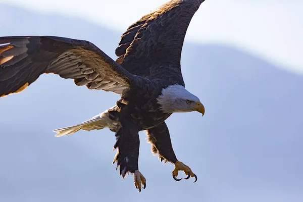 Een Close Shot Van Eagle Landing — Stockfoto