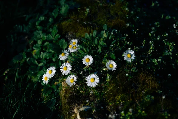 Μια Όμορφη Φωτογραφία Από Λουλούδια Χαμομηλιού Στη Φύση — Φωτογραφία Αρχείου