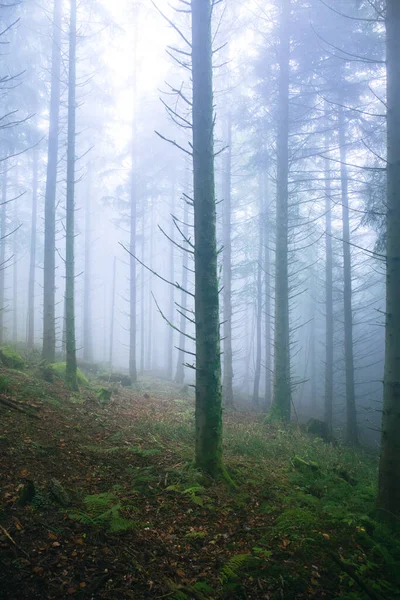 Ormandaki Ağaçların Sisle Kaplı Dikey Görüntüsü — Stok fotoğraf