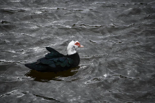 Pato Moscovo Com Penas Pretas Nadando Lago Cinza Ondulado — Fotografia de Stock