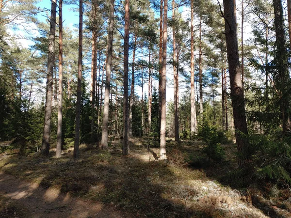 Střílející Borovice Lese — Stock fotografie