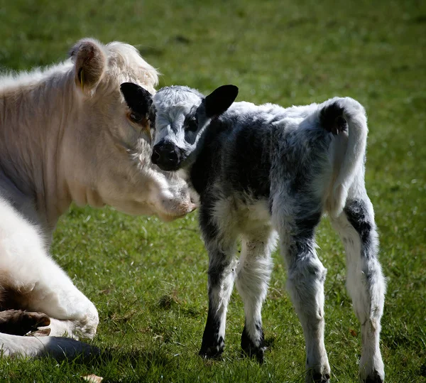 Closeup Cow Its Calf Green Meadow — Stock Photo, Image