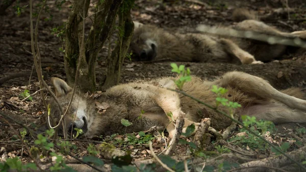 Closeup Two Coyotes Sleeping Forest Covered Green Plants — Stock Photo, Image