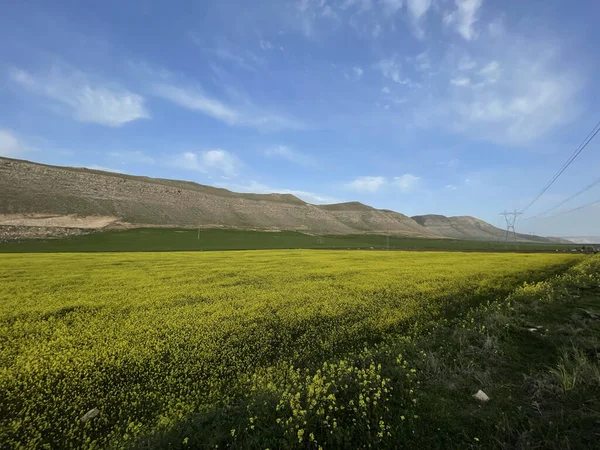 Malownicze Ujęcie Pola Żółtych Kwiatów Otoczone Wzgórzem — Zdjęcie stockowe