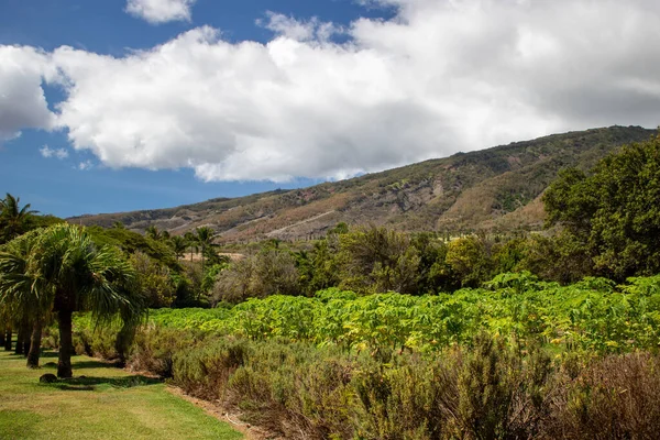 Ένα Όμορφο Τοπίο Του Maui Tropical Plantation Περιβάλλεται Από Φοίνικες — Φωτογραφία Αρχείου