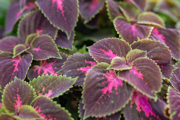 Primer Plano Una Planta Con Hojas Púrpuras —  Fotos de Stock