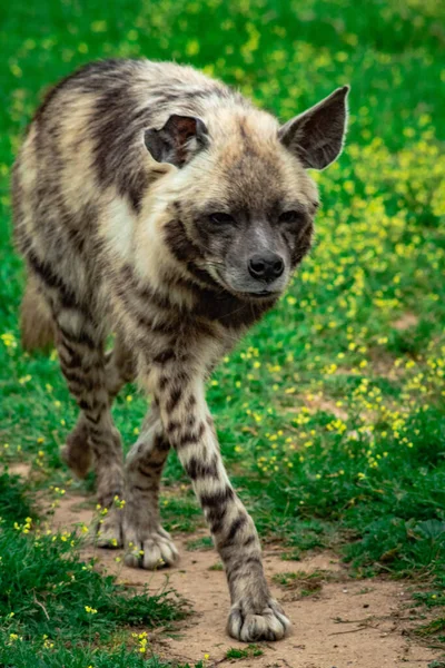 Vertikální Záběr Divoké Hyeny Zraněným Uchem Parku Obklopeném Zelenou Přírodou — Stock fotografie