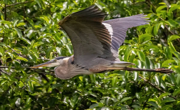 Большая Голубая Цапля Ardea Herodias Полете Флориде Сша — стоковое фото