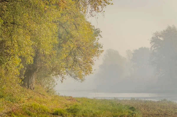 Panoramic View Swampy Coast Large Old Poplar Trees Morning Mist — Stock Photo, Image