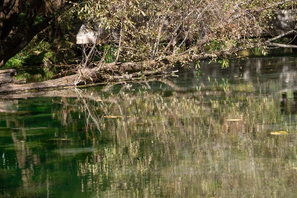 Een Prachtig Shot Van Een Meer Met Bomen — Stockfoto