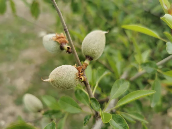 Close Uma Amendoeira Prunus Amygdalus Com Frutos Maduros Crescendo Jardim — Fotografia de Stock