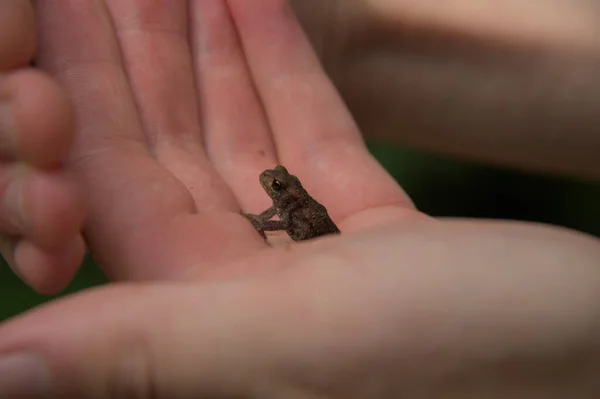 A closeup of a small toad in a hand palm
