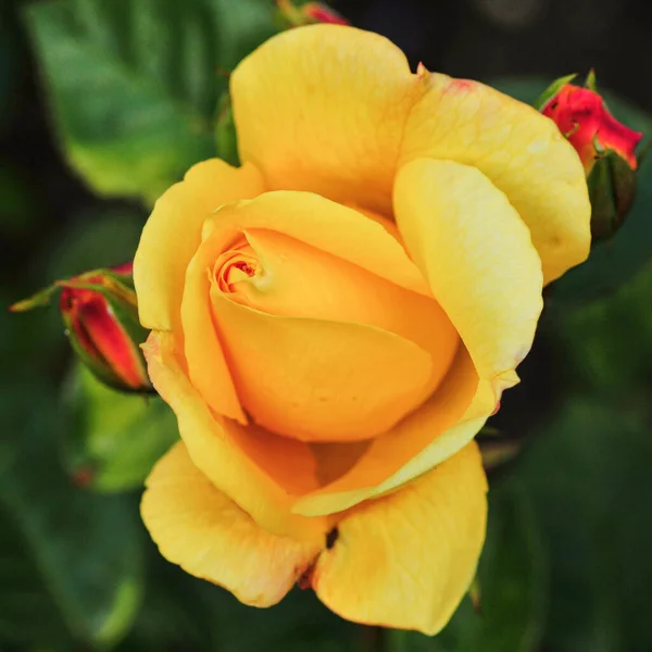 Güzel Sarı Bir Gülün Yakın Çekimi — Stok fotoğraf