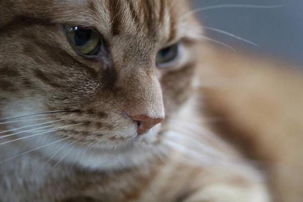背景がぼやけた可愛い生姜猫の頭 — ストック写真