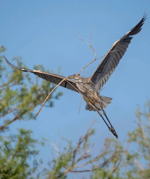 Büyük Bir Mavi Balıkçıl Ardea Herodias Florida Abd Uçuyor — Stok fotoğraf