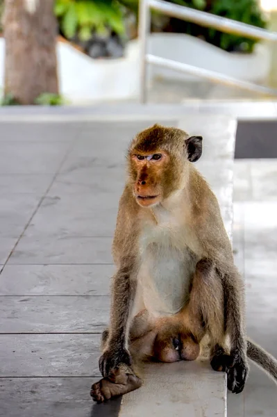 Tiro Vertical Macaco Sentado Groud — Fotografia de Stock