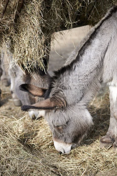 Burro Pastando Campo Novo Zoológico Primavera — Fotografia de Stock