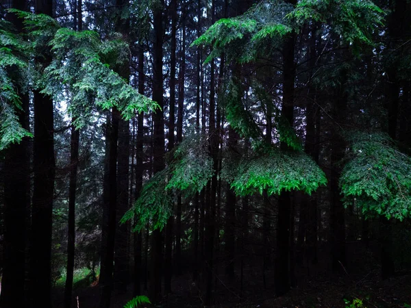 Low Angle View Beautiful Forest Sirhowy Galles Regno Unito — Foto Stock