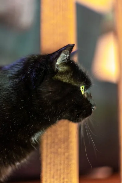 Una Vista Lateral Vertical Una Cabeza Gato Negro — Foto de Stock