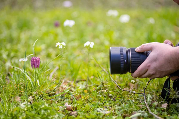 Närbild Kamera Nära Fritillaria Meleagris Blomma Park Zalaegerszeg Ungern — Stockfoto