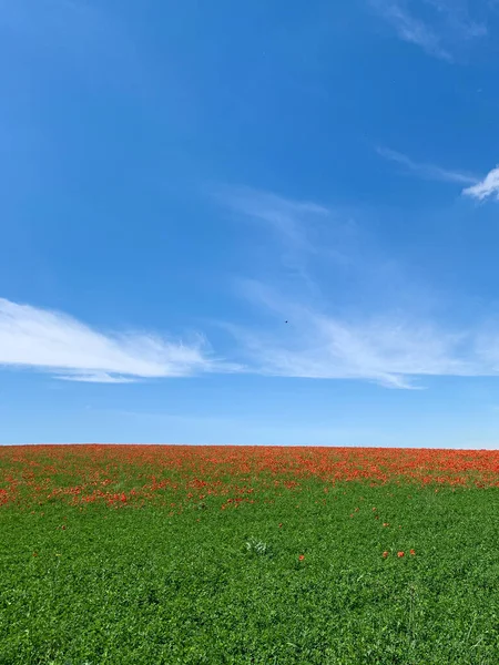 Una Pradera Con Flores Rojas Creciendo Lejano — Foto de Stock