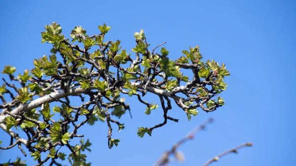 A closeup of a branch with sprouting leaves against the blue sky