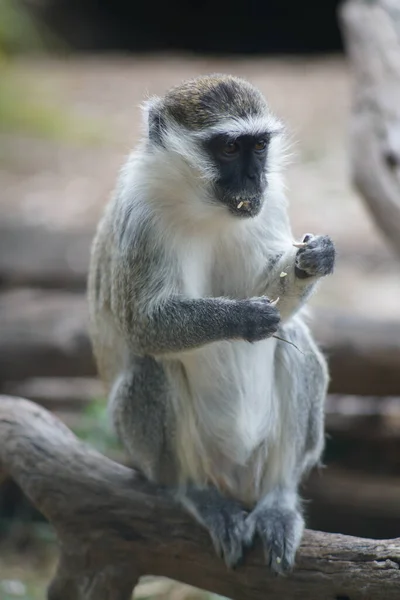 Bulanık Bir Arka Planda Tahta Bir Dalda Oturan Vervet Maymunu — Stok fotoğraf