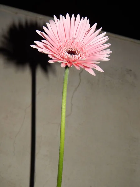 Tiro Vertical Uma Gerbera Rosa — Fotografia de Stock