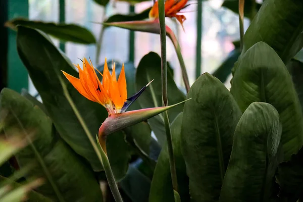 Gros Plan Oiseau Exotique Orange Paradis Fleurs Strelitzia Reginae — Photo