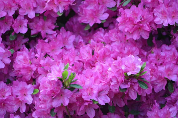 Closeup Pink Azalea Flowers — Stock Photo, Image