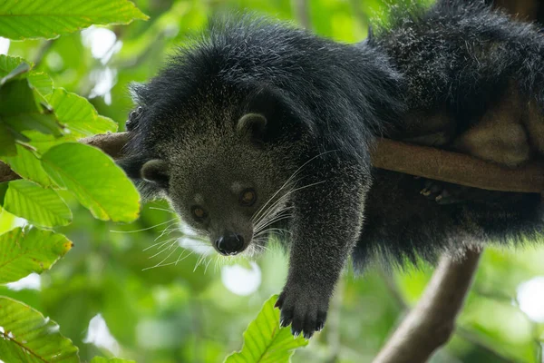 木の上でビンチュロンの珍しい面白い動物のクローズアップショット — ストック写真