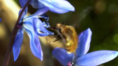 Bulanık arka plandaki mavi çiçeğin üzerindeki arıya yakından bak.