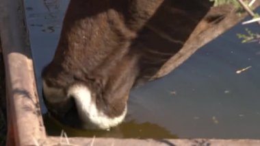 Güneşli bir çiftlik konseptiyle bir tanktan inek içme suyu.