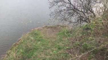 Gölde çiçek açan kayısı ağacı