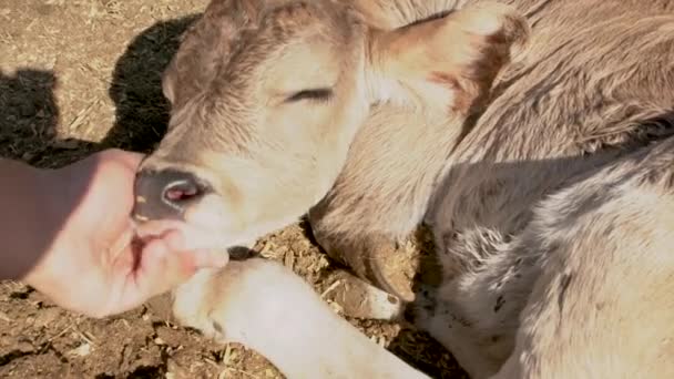 Calf Being Caressed Hand Looks Happy Contented — Stock Video