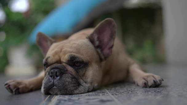 Simpatico Adorabile Bulldog Francese Sdraiato Terra Che Guarda Intorno Riposa — Video Stock