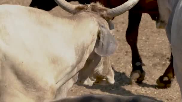 Vaca Andando Redor Curral Com Outro Conceito Fazenda Gado — Vídeo de Stock