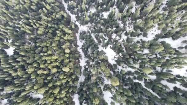 一个美丽的无人驾驶飞机通过高大的云杉在山上部分覆盖着雪 — 图库视频影像
