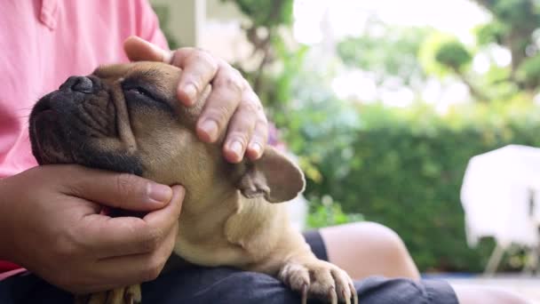 Eine Person Streichelt Eine Süße Französische Bulldogge — Stockvideo