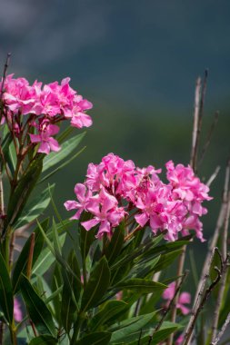 Bulanık arkaplanda oleanderlerin dikey görüntüsü
