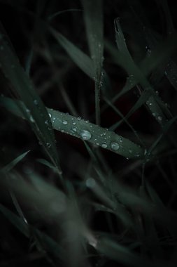 Yağmurun çiğ taneleriyle koyu çimenlerin seçici odak noktası